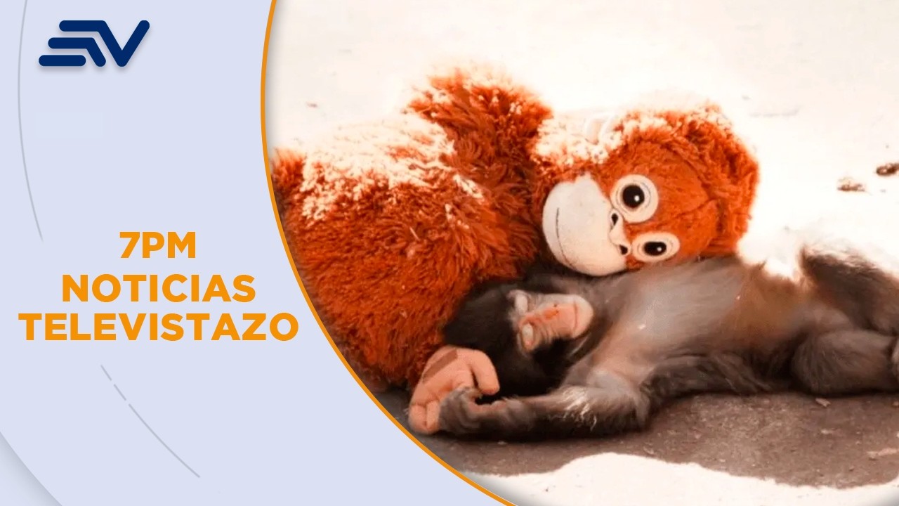 Punch, el mono bebé viral que encuentra cariño en un peluche en Japón | Televistazo | Ecuavisa
