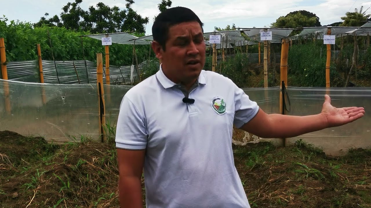 luis diego arroyo, productor de tomates: afectación con el virus de la cuchara y expectativas con el tomate acorazado