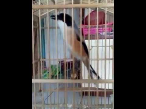 SUARA BURUNG : Cendet ngeroll Gereja dan kunti