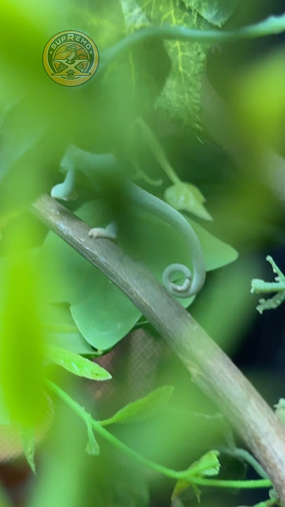 CHAMELEON || SUPREMO eXo Pet #supremo #exo #pet #supremoexopet