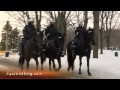 Police horses in mount royal park montreal