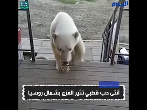 أنثى دب قطبي تثير الفزع بشمال روسيا