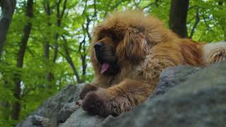 Tibetan Mastiff Loshu by Sirius Nova 9,160 views 4 years ago 46 seconds