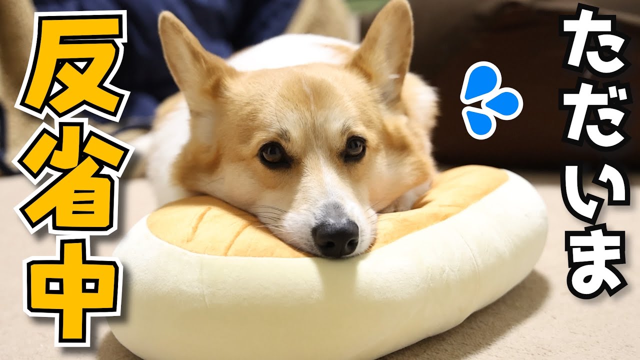 北海道チーズ蒸しケーキのクッションを守って、パパに怒られたコーギー