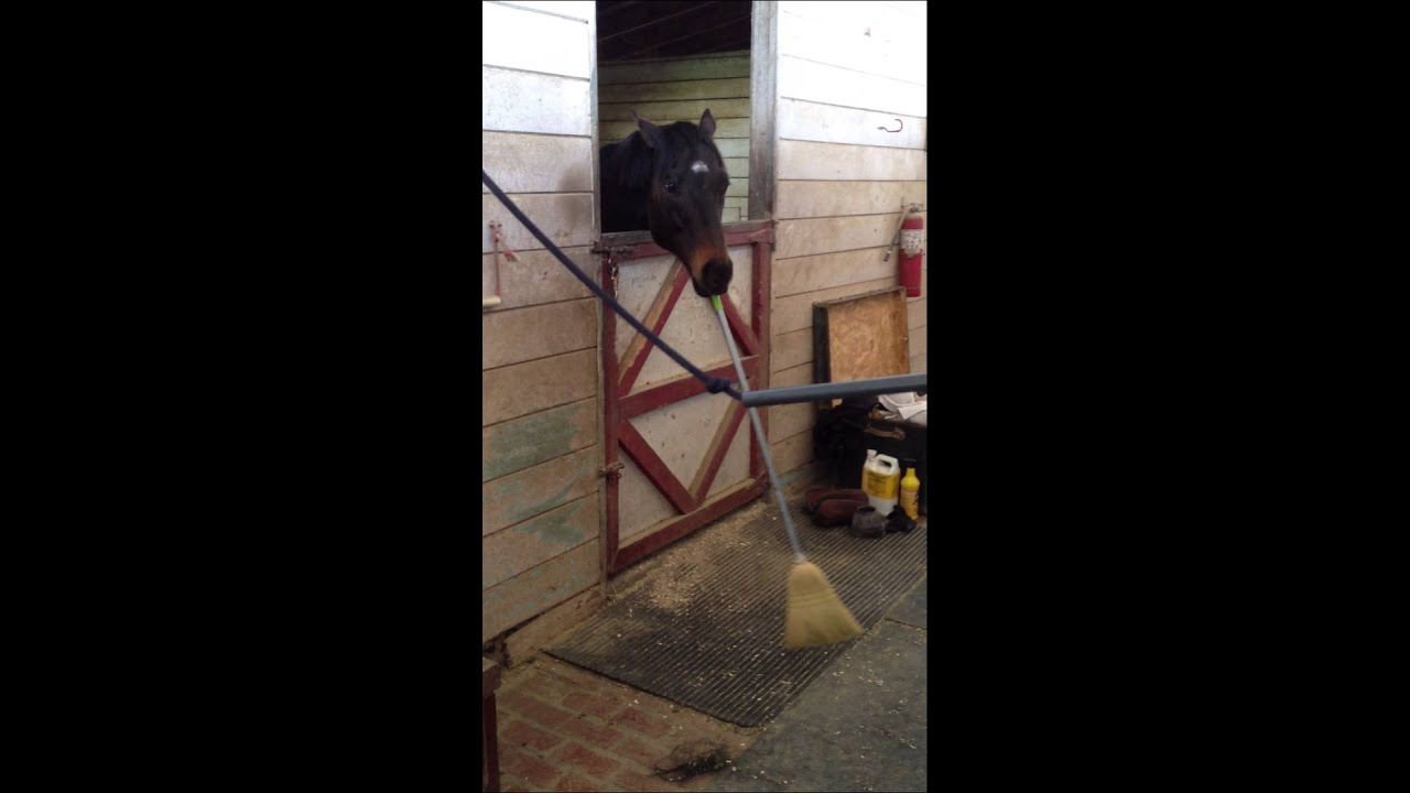 Horse Sweeping YouTube