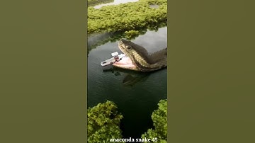 #anacondaattack #shortfeed #dinosaur #anaconda #python #snake #ytshorts #shortvideo #shorts #short