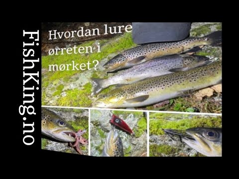 Video: Kan du fiske i lynnskog?