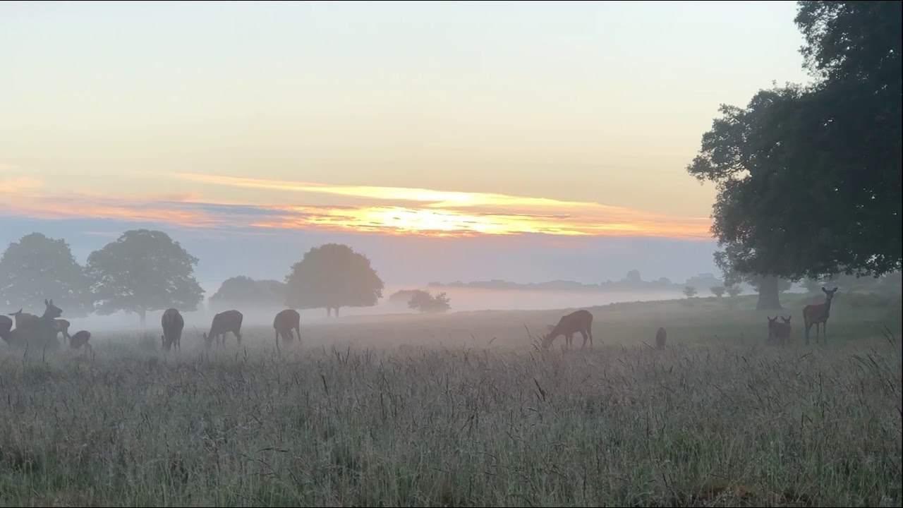 A herd of deer with calves at sunrise 