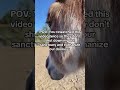 Hope starts with you.Fundraising link in bio #Donkey #equestrian #trendingshorts #fyp #viral