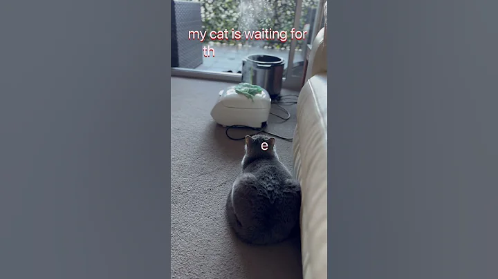 Watch the video about My cat waiting for rice to cook 🧑‍🍳 #cat #funnycats #britishshorthair #cute #cutecat