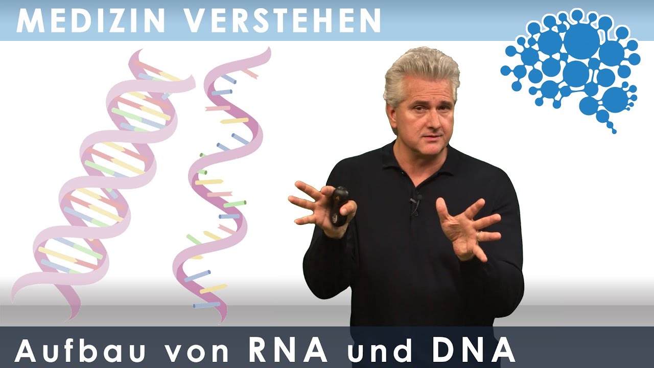 Aufbau von RNA und DNA – super verständlich│Dr. Dr. Damir del Monte│Encephalon Medizin-Videos