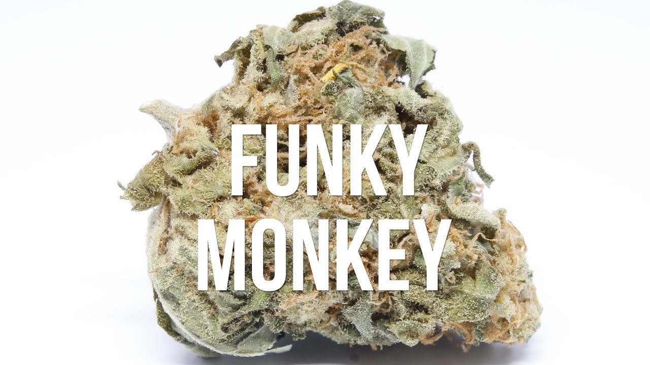 Funky Monkey Strain Review