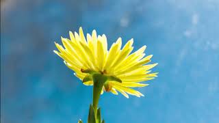 Sunflower  | Islamic Background Video No Copyright HD screenshot 3