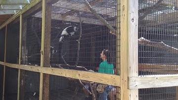 Z57 presents lemur in training