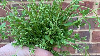 Chickweed: Foraging - Edible & Medicinal