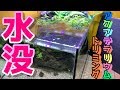 約3ヶ月以上が経過した滝のアクアテラリウム水槽に問題発生【トリミング/水没式水換え/アクアリウム】