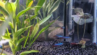 Аквариум с Рыбками и Креветками + Спокойная Музыка / Aquarium Fish & Shrimp with Relaxing Music
