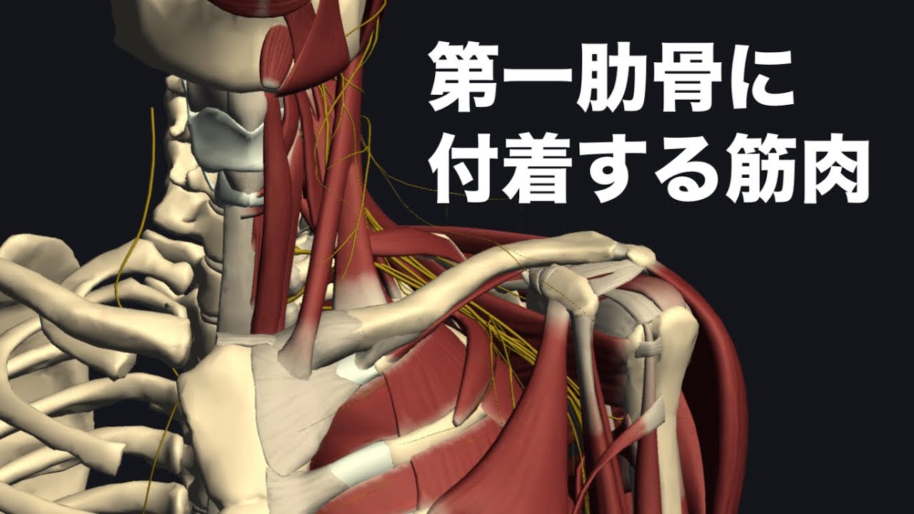 肋骨付着筋 – 肋骨と骨盤の間を広げる – 肋骨下筋(ろっかきん)ストレッチ方法・起始停止・作用 – TWXLND