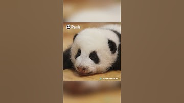 和熊貓寶寶對視的瞬間 | iPanda熊貓頻道 #shorts