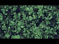 El papel que juegan las fitohormonas para el desarrollo de las plantas.