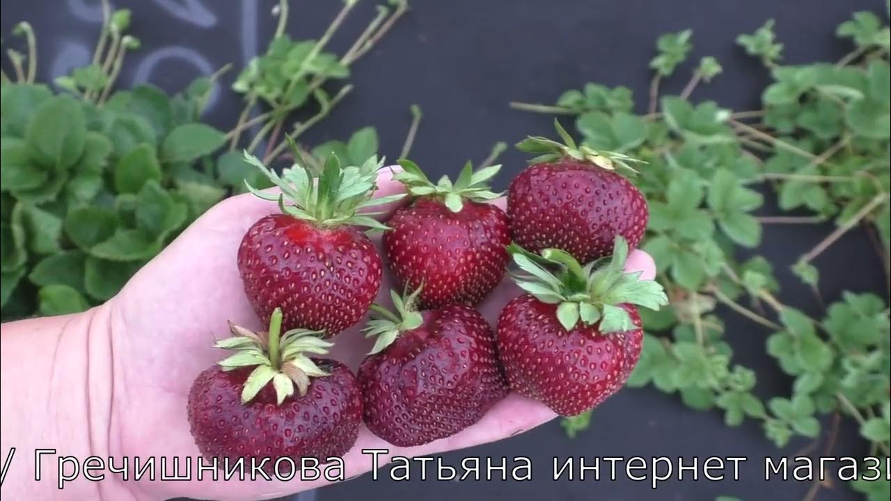 Малина Гордость России - Саженцы из Крыма
