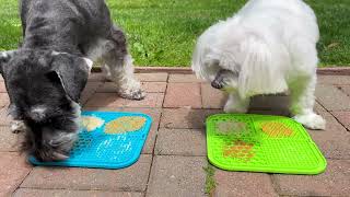 Schnauzer and his Sister Test Yummy Lick Mats (Who Will Finish First?) by Scotty the Schnauzer 775 views 9 months ago 1 minute, 57 seconds