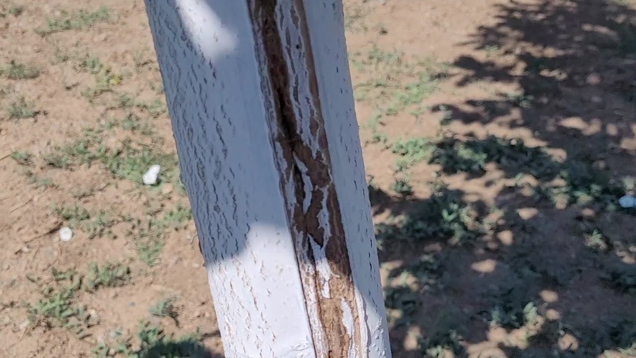 274- Ceviz Kanserleriyle Mücadelemizin Sonucu.