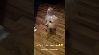 The fur babies are activated 😅 #pinotgrigiothedog #maddiemerlotthecat #pets #dog #cat #funny #fun The fur babies are activated 😅 #pinotgrigiothedog #maddiemerlotthecat #pets #dog #cat #funny #fun
