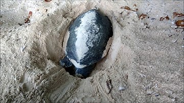 Chương trình Bảo tồn rùa biển ở Côn Đảo 08/2017