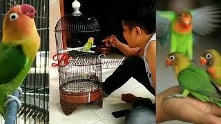 Download Lagu Lovebird  isian tengkek buto MP3