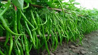Green Chili Farming, Harvest and Processing Technology | Chili Pepper Processing in Factory Machine