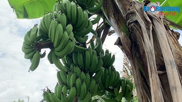 Lạ, cây chuối có 3 buồng