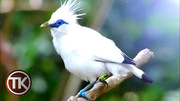BURUNG KICAU | INILAH 5 JENIS BURUNG KICAU TERPOPULER DI INDONESIA