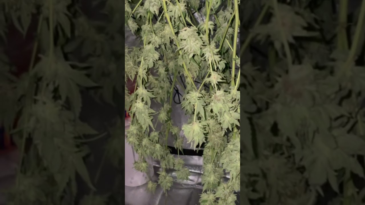 Harvest my super skunk