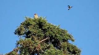 Celebrity Mockingbird vs. Hawk, WTF? Wealth
