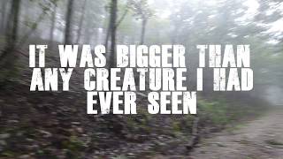 Alabama Bigfoot The Biggest Creature I have seen