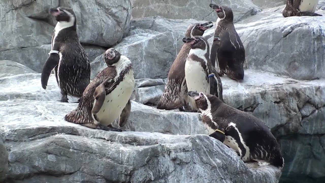 ペンギンいじめと戦う ズーラシア Youtube