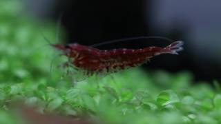 Red Cherry Shrimp