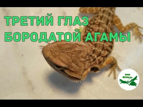 Видео: У бородатой агамы 3 глаза?