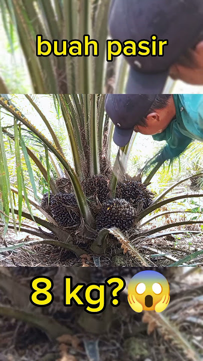 sand fruit palm harvest #viralshorts