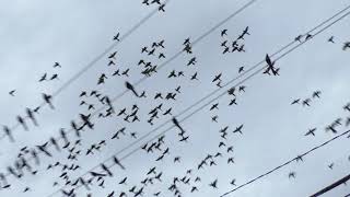 Large roost of green parakeets located in mcallen, texas.