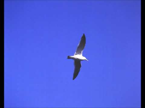 Flee As a Bird　追憶・坪野春枝編曲アルト（MIDI）