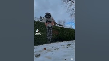 not video from me#leave comment down below if questions abt therians