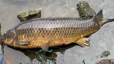 EPIC CAST NET FISHING IN HIDDEN SPILLWAY!! (30+ lb fish)