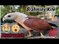 Brahminy Kite attacking  / in Malayalam