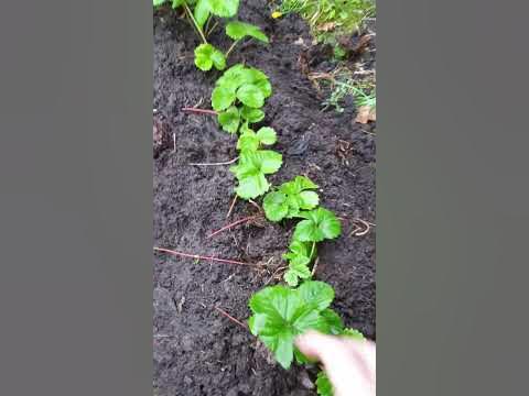 Посадка виктории. Эксперимент - YouTube