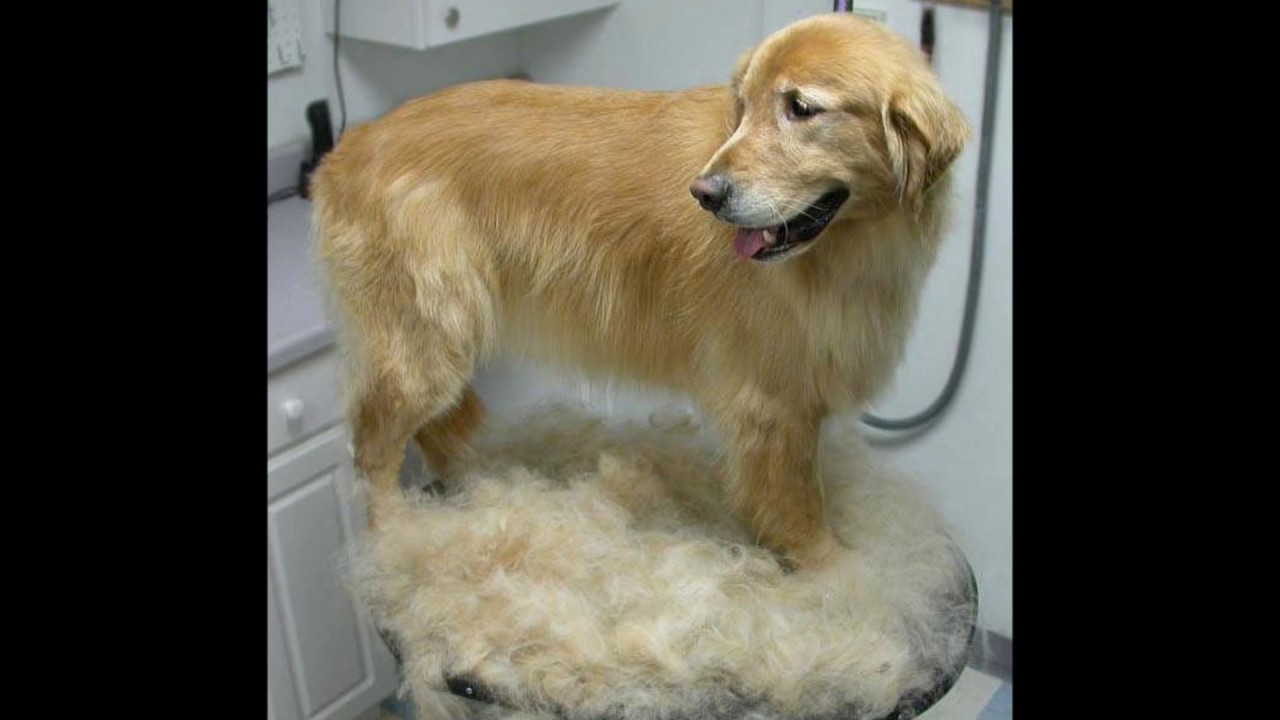 Vet Joplin, MO YouTube