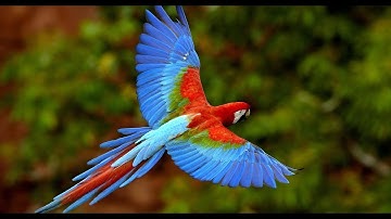 3d animation of flying bird