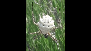 4 cm. boyunda Örümcek (Sarıkız)