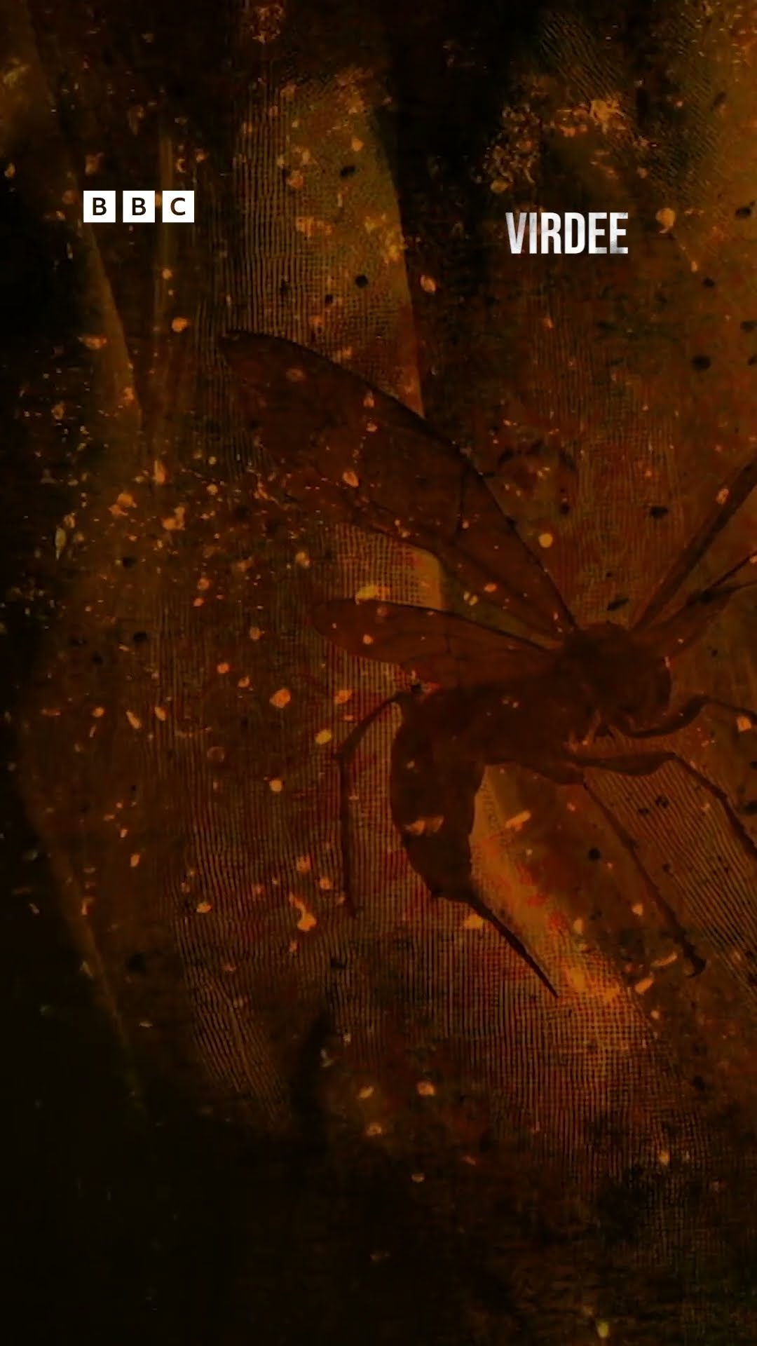 The incredible theme to Virdee | BBC